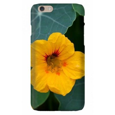 Trolsk - Krasse i närbild (iPhone 6)